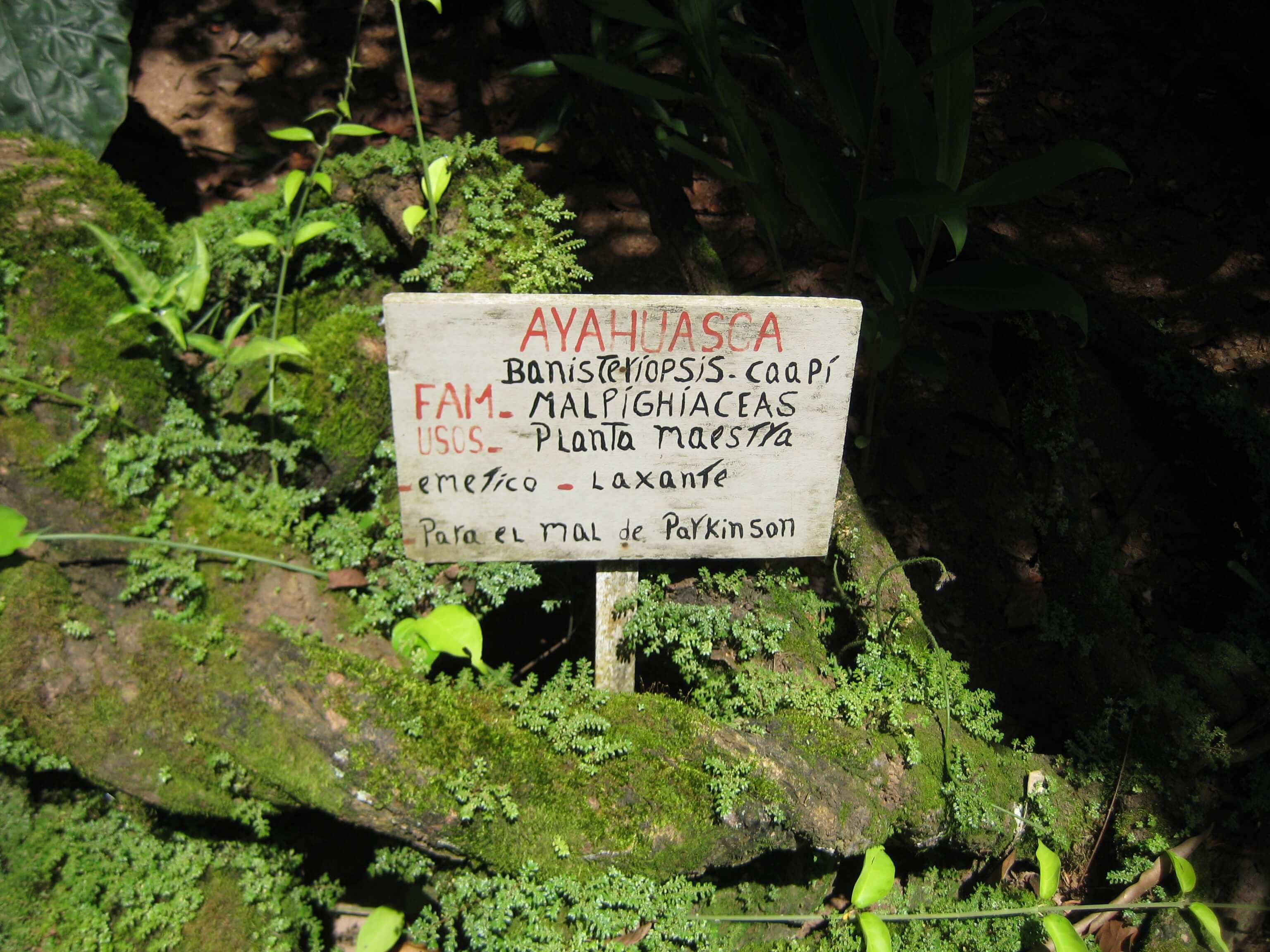 Ayahuasca