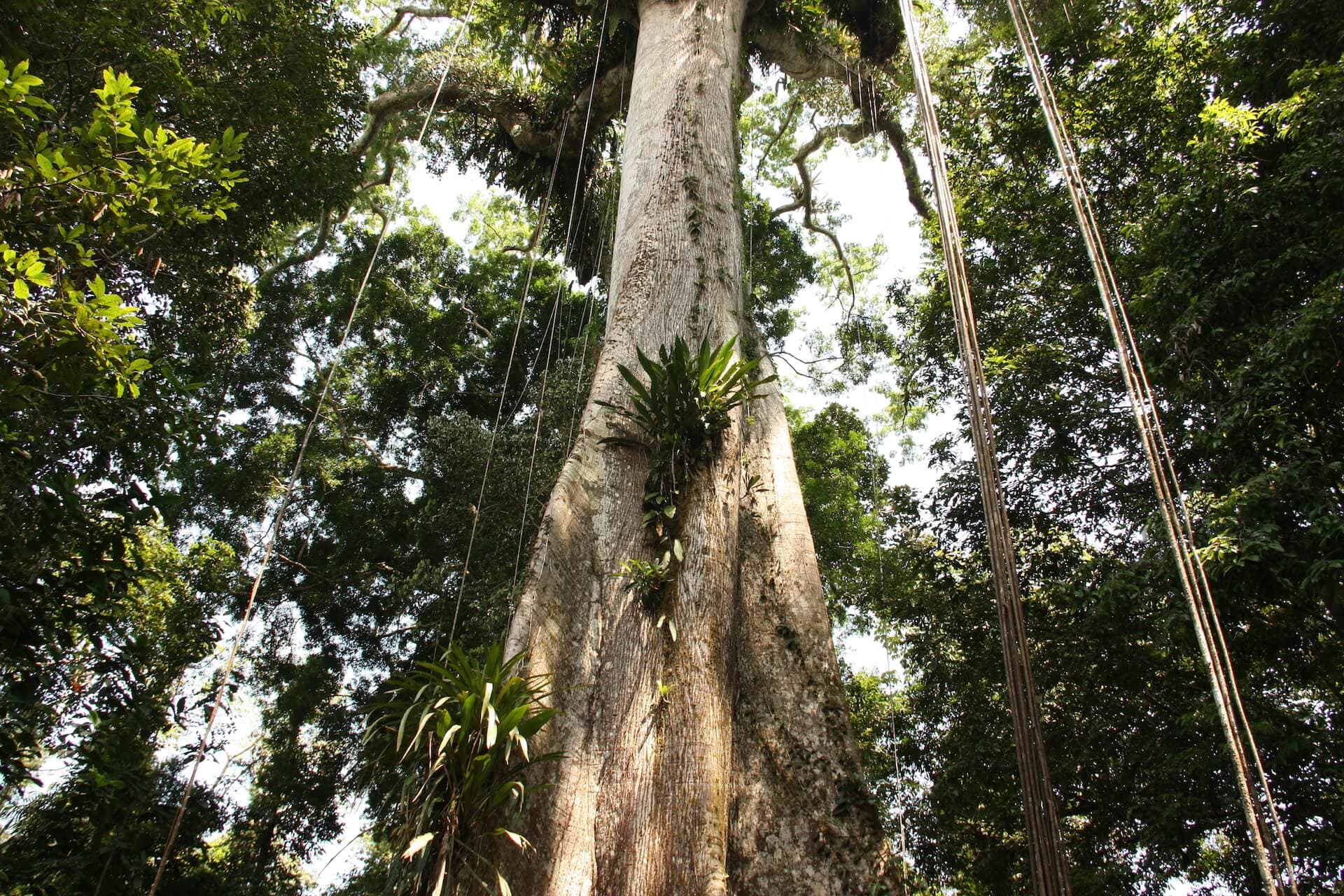 tree